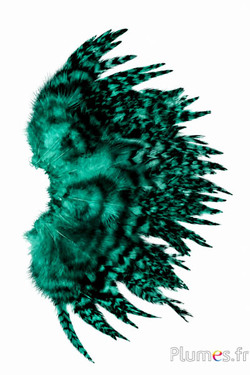 Hahn Chinchilla - 9-13 cm - jade